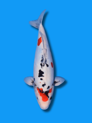 Doitsu Kindai Showa | Koi&Co.